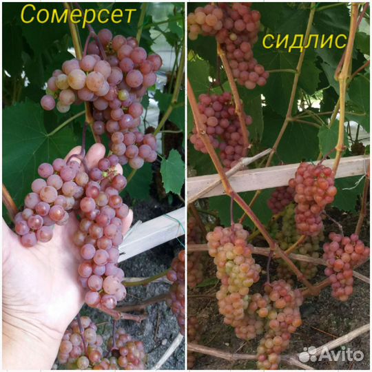 Виноград в Подмосковье