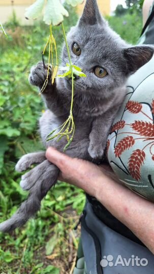 Отдам котенка девочку
