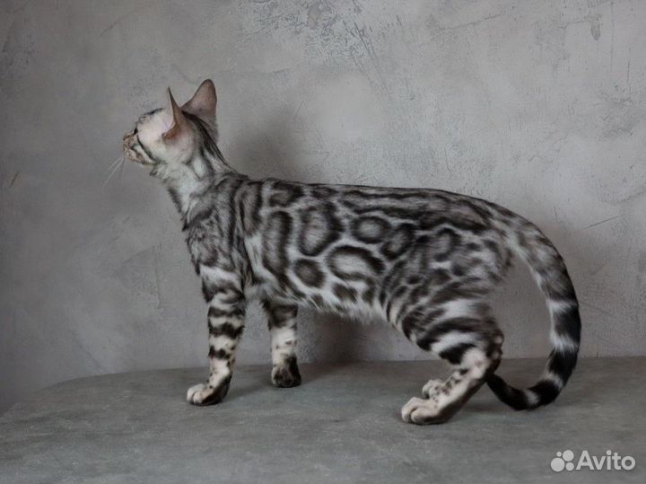 Бенгальская серебрянная кошечка