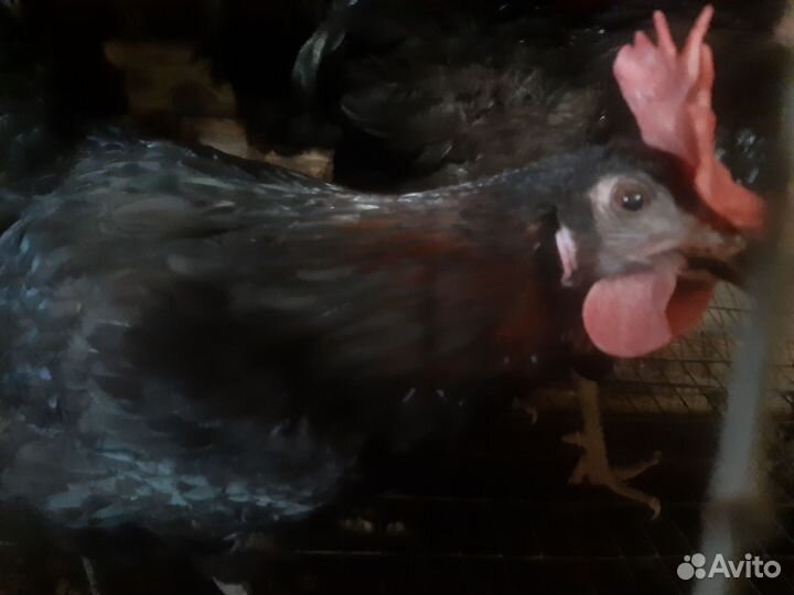 Куры синь синь дянь