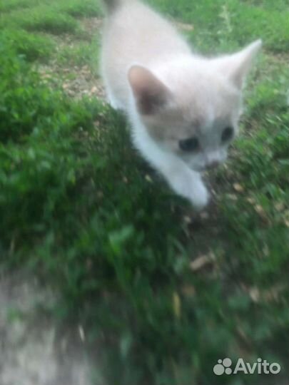 Котёнок мальчик