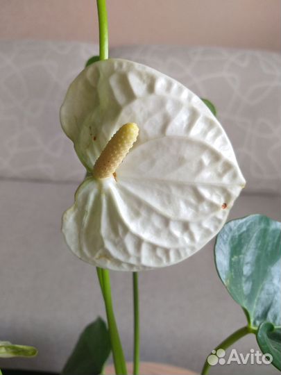 Антуриум белый высокий