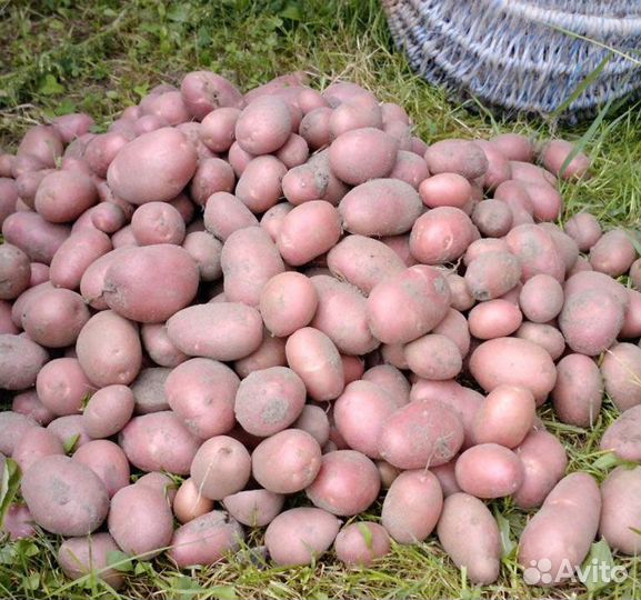 Картофель