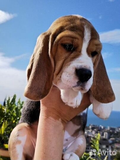 Щенки бигль шоу класса