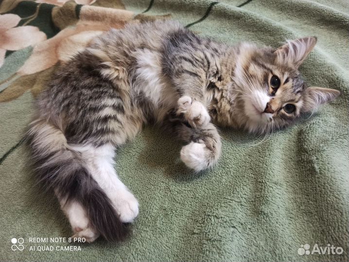 Котёнок, кот, кошка