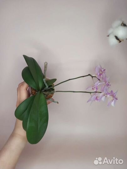 Орхидея фаленопсис