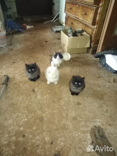 Отдам котят в добрые руки
