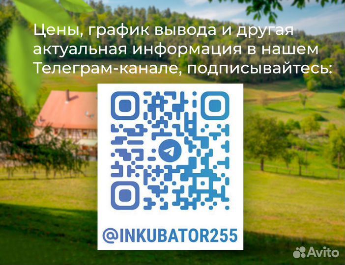 Индюшата подрощенные Хайбрид конвертер (Германия)