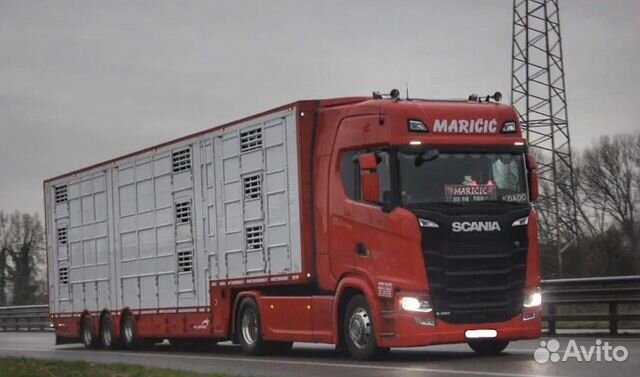 Услуги скотовоза, перевозка скота (коров, быков)