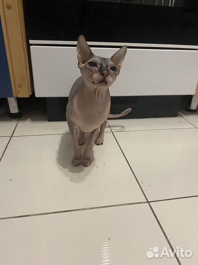 Отдам бесплатно кошку