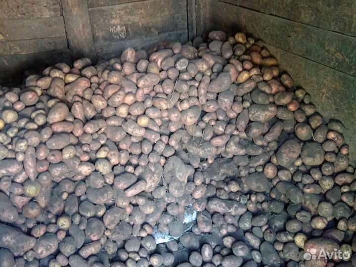 Продам картошку