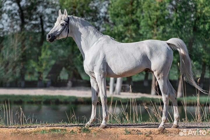 Арабский жеребец