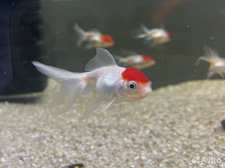 Аквариумные рыбки