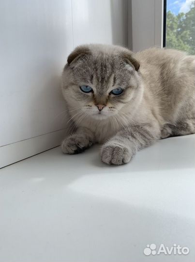 Продается кот, возраст 1 год
