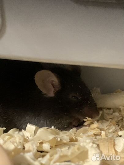 Декоративная короткошёрстная мышь