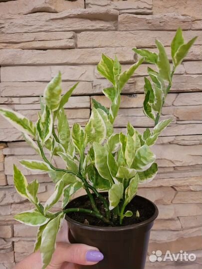 Педилантус, Сингониум