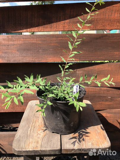 Живая изгородь