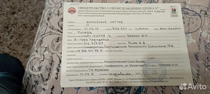 Вязка Английский Сеттер