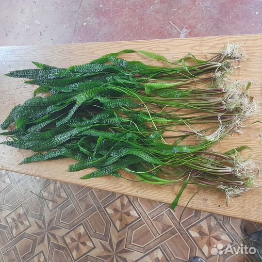 Растения,рыбы,аквариумы