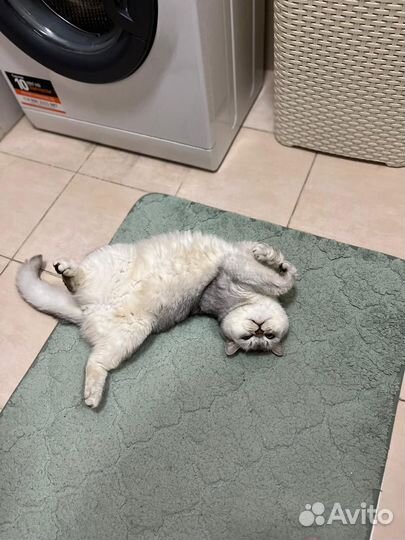 Кот Британец (Марсель)