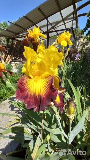 Цветы ирисы