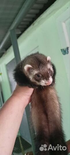 Хорек животное