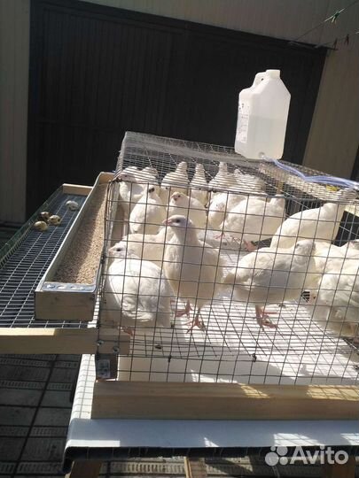 Перепела порода Техас, Феникс