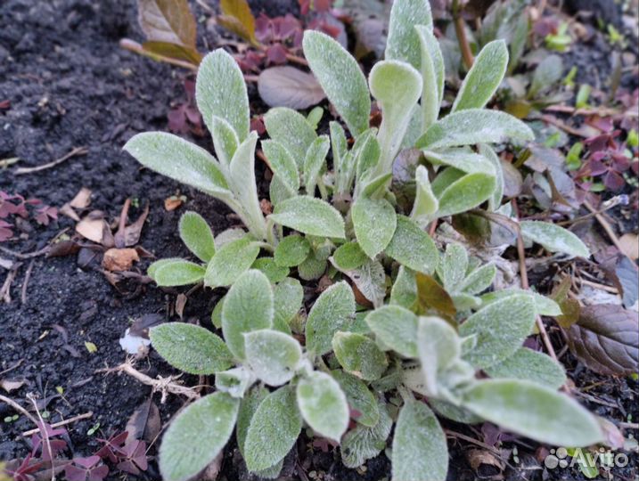 Многолетние садовые цветы