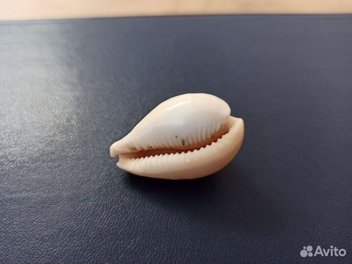 Морская раковина