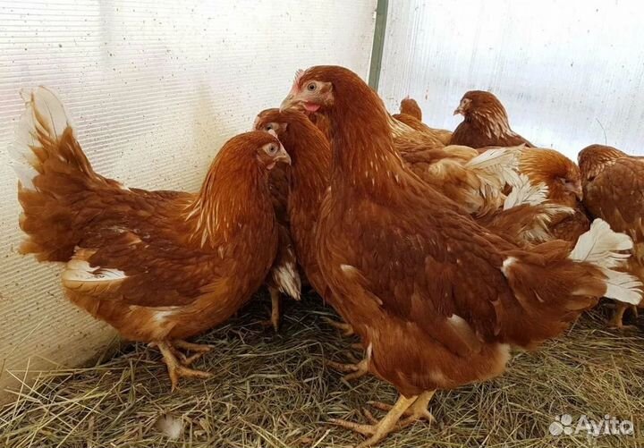 Куры несушки продам
