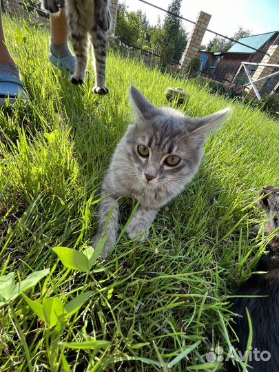 Отдам в добрые руки котят