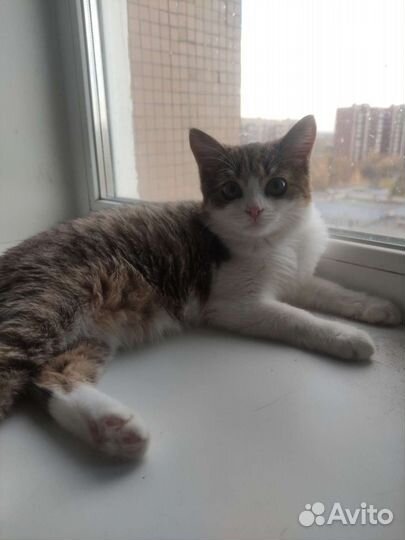 Котейка