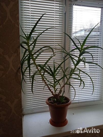 Элоэ пятилетний