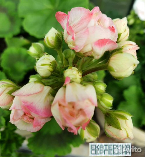 Пеларгония (герань) сортовая Denise Sutarve