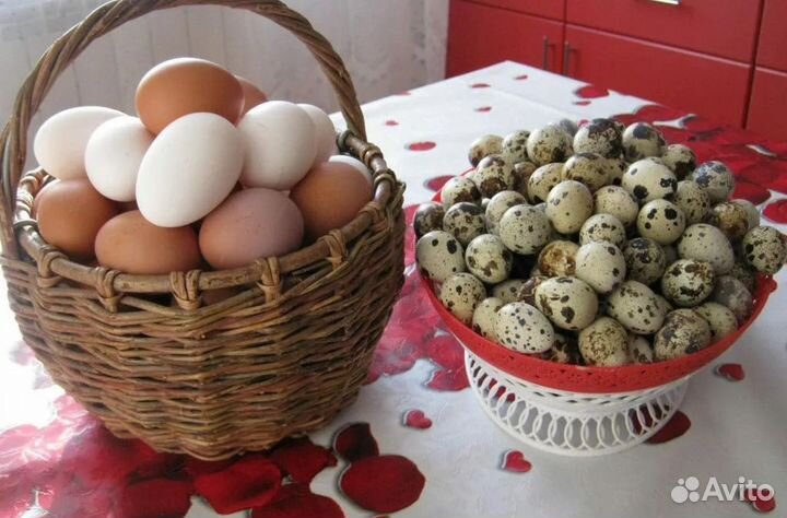 Домашние куриные яйца