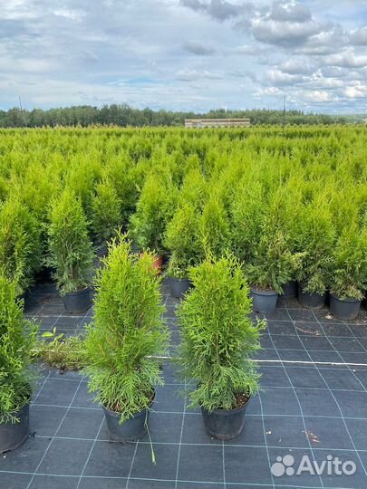 Туя Смарагд 80 см