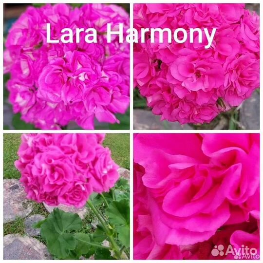 Пеларгония герань