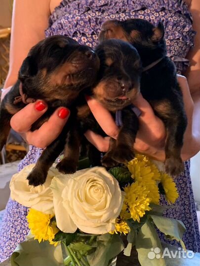 Щенки ротвейлера