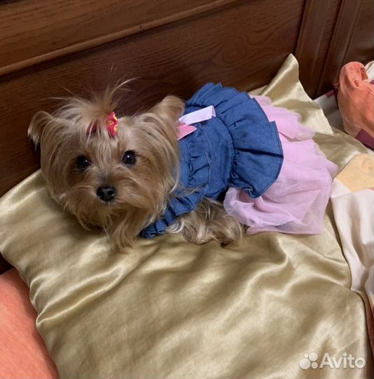 Йоркширский терьер