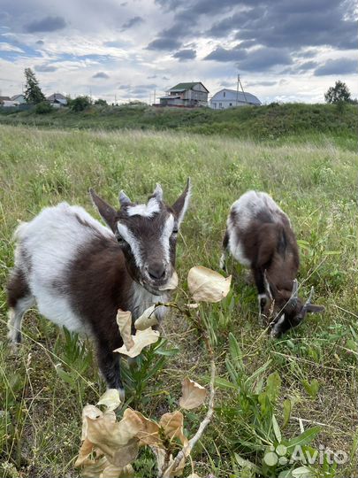 Продам козлят