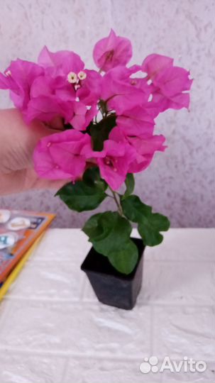 Бугенвиллия