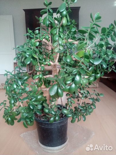 Кассула (Денежное дерево)