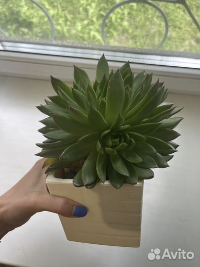 Суккуленты