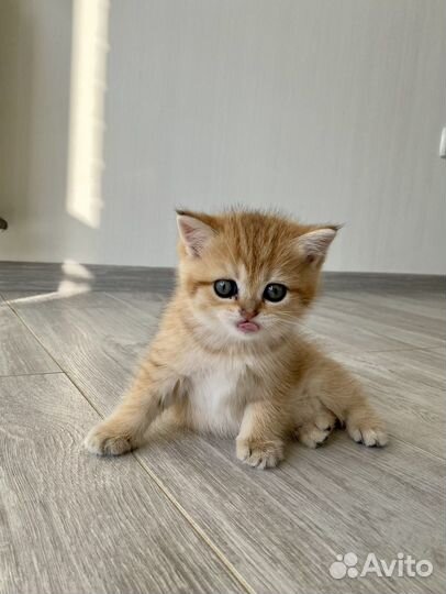 Шотландские вислоухие котята золотая шиншила