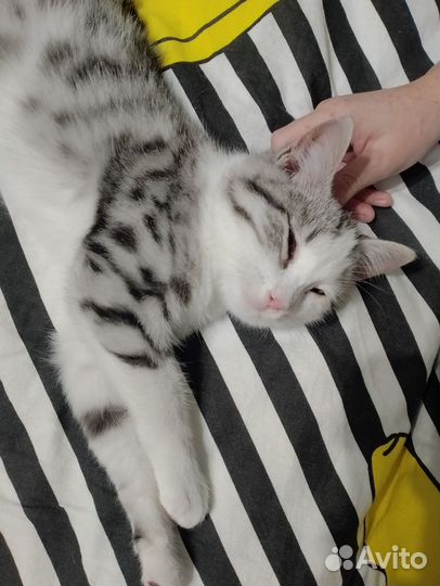 Котенок в добрые руки