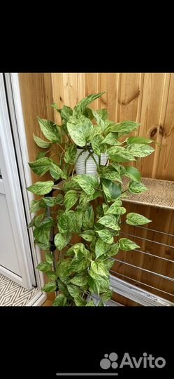 Эпипремнум марбл квин