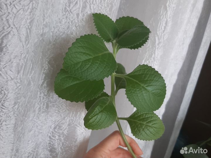 Плектрантус комнатная мята