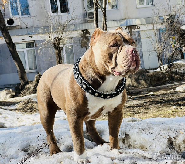Собака Американский Булли вязка