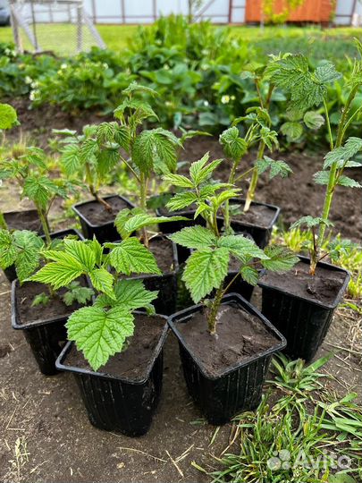 Малина красная