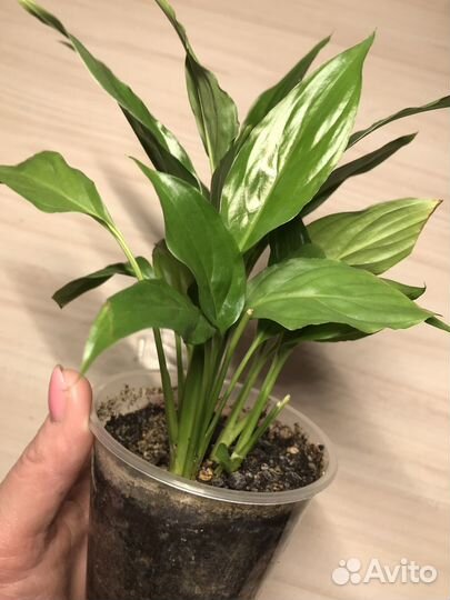 Спатифилум